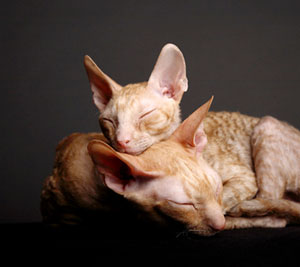 Over bonding of your pets